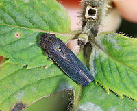 Speckled Sharpshooter - Paraulacizes irrorata TL: ~10 mm. Gorgeous, blue, speckled leafhopper with bits of yellow on its sides.<br />
<br />
Habitat: Rural garden<br />
https://www.jungledragon.com/image/84374/speckled_sharpshooter_-_paraulacizes_irrorata.html Geotagged,Paraulacizes irrorata,Speckled Sharpshooter,Summer,United States
