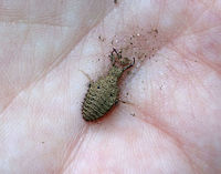 Antlion Larva - Myrmeleontidae Antlion larvae can be found in sandy areas, where they dig a shallow cone-shaped pit. They wait at the bottom of the pit for an ant or other insect to fall in. They have robust bodies that are gray or brown in color. Their bodies are covered in bristles, which help them gain traction in their sandpits. They have enormous sickle-shaped mandibles, which have a canal that contains venom and enzymes. Interestingly, they do not have a traditional mouth. Instead, they have a small, fixed slit that can't be used for chewing solid food. So, they have to liquefy their meals. To eat, the larvae grab and stab their prey, inject it with venom and digestive enzymes. which dissolve soft tissues. Then, the larvae just have to suck the goo out of their prey. Their common name comes from the observation that they prey primarily on ants; So, metaphorically speaking, the antlion is a "lion" among ants.<br />
<br />
Antlion larvae have an unusual feature in that they lack an anus. Any metabolic waste that they generate during their larval stage gets stored - some will be used to spin silk for the cocoon, and the rest will eventually be voided as meconium at the end of the pupal stage. Weird, but true.<br />
<br />
Habitat: Hanging out in its sandpit <br />
https://www.jungledragon.com/image/84384/antlion_larva_-_myrmeleontidae.html<br />
https://www.jungledragon.com/image/84383/antlion_larva_-_myrmeleontidae.html Geotagged,Myrmeleontidae,Summer,United States,antlion,antlion larva,larva