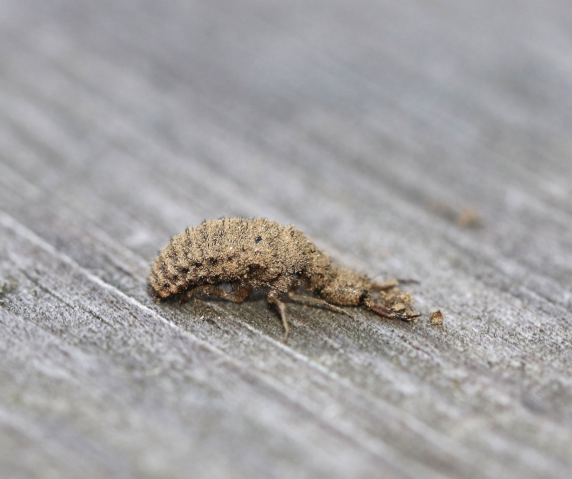 Antlion Larva - Myrmeleontidae Antlion larvae can be found in sandy areas, where they dig a shallow cone-shaped pit. They wait at the bottom of the pit for an ant or other insect to fall in. They have robust bodies that are gray or brown in color. Their bodies are covered in bristles, which help them gain traction in their sandpits. They have enormous sickle-shaped mandibles, which have a canal that contains venom and enzymes. Interestingly, they do not have a traditional mouth. Instead, they have a small, fixed slit that can't be used for chewing solid food. So, they have to liquefy their meals. To eat, the larvae grab and stab their prey, inject it with venom and digestive enzymes. which dissolve soft tissues. Then, the larvae just have to suck the goo out of their prey. Their common name comes from the observation that they prey primarily on ants; So, metaphorically speaking, the antlion is a "lion" among ants.<br />
<br />
Antlion larvae have an unusual feature in that they lack an anus. Any metabolic waste that they generate during their larval stage gets stored - some will be used to spin silk for the cocoon, and the rest will eventually be voided as meconium at the end of the pupal stage. Weird, but true.<br />
<br />
Habitat: Hanging out in its sandpit<br />
<figure class="photo"><a href="https://www.jungledragon.com/image/84382/antlion_larva_-_myrmeleontidae.html" title="Antlion Larva - Myrmeleontidae"><img src="https://s3.amazonaws.com/media.jungledragon.com/images/3232/84382_thumb.jpg?AWSAccessKeyId=05GMT0V3GWVNE7GGM1R2&Expires=1761782410&Signature=B094aKtKKc90QatOqG98QYGmM%2FI%3D" width="200" height="158" alt="Antlion Larva - Myrmeleontidae Antlion larvae can be found in sandy areas, where they dig a shallow cone-shaped pit. They wait at the bottom of the pit for an ant or other insect to fall in. They have robust bodies that are gray or brown in color. Their bodies are covered in bristles, which help them gain traction in their sandpits. They have enormous sickle-shaped mandibles, which have a canal that contains venom and enzymes. Interestingly, they do not have a traditional mouth. Instead, they have a small, fixed slit that can't be used for chewing solid food. So, they have to liquefy their meals. To eat, the larvae grab and stab their prey, inject it with venom and digestive enzymes. which dissolve soft tissues. Then, the larvae just have to suck the goo out of their prey. Their common name comes from the observation that they prey primarily on ants; So, metaphorically speaking, the antlion is a "lion" among ants.<br />
<br />
Antlion larvae have an unusual feature in that they lack an anus. Any metabolic waste that they generate during their larval stage gets stored - some will be used to spin silk for the cocoon, and the rest will eventually be voided as meconium at the end of the pupal stage. Weird, but true.<br />
<br />
Habitat: Hanging out in its sandpit <br />
https://www.jungledragon.com/image/84384/antlion_larva_-_myrmeleontidae.html<br />
https://www.jungledragon.com/image/84383/antlion_larva_-_myrmeleontidae.html Geotagged,Myrmeleontidae,Summer,United States,antlion,antlion larva,larva" /></a></figure><br />
<figure class="photo"><a href="https://www.jungledragon.com/image/84384/antlion_larva_-_myrmeleontidae.html" title="Antlion Larva - Myrmeleontidae"><img src="https://s3.amazonaws.com/media.jungledragon.com/images/3232/84384_thumb.jpg?AWSAccessKeyId=05GMT0V3GWVNE7GGM1R2&Expires=1761782410&Signature=x8LiQK8x7SWxt1YzvP2Nmq1qiwk%3D" width="200" height="166" alt="Antlion Larva - Myrmeleontidae Good jaws for biting!!<br />
<br />
Antlion larvae can be found in sandy areas, where they dig a shallow cone-shaped pit. They wait at the bottom of the pit for an ant or other insect to fall in. They have robust bodies that are gray or brown in color. Their bodies are covered in bristles, which help them gain traction in their sandpits. They have enormous sickle-shaped mandibles, which have a canal that contains venom and enzymes. Interestingly, they do not have a traditional mouth. Instead, they have a small, fixed slit that can't be used for chewing solid food. So, they have to liquefy their meals. To eat, the larvae grab and stab their prey, inject it with venom and digestive enzymes. which dissolve soft tissues. Then, the larvae just have to suck the goo out of their prey. Their common name comes from the observation that they prey primarily on ants; So, metaphorically speaking, the antlion is a "lion" among ants.<br />
<br />
Antlion larvae have an unusual feature in that they lack an anus. Any metabolic waste that they generate during their larval stage gets stored - some will be used to spin silk for the cocoon, and the rest will eventually be voided as meconium at the end of the pupal stage. Weird, but true.<br />
<br />
Habitat: Hanging out in its sandpit<br />
https://www.jungledragon.com/image/84382/antlion_larva_-_myrmeleontidae.html<br />
https://www.jungledragon.com/image/84383/antlion_larva_-_myrmeleontidae.html Antlion,Geotagged,Myrmeleontidae,Summer,United States,antlion larva" /></a></figure> Antlion Larva,Geotagged,Myrmeleontidae,Summer,United States,antlion,doodlebug,larva