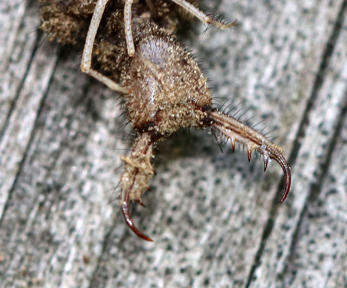 Antlion Larva - Myrmeleontidae Good jaws for biting!!<br />
<br />
Antlion larvae can be found in sandy areas, where they dig a shallow cone-shaped pit. They wait at the bottom of the pit for an ant or other insect to fall in. They have robust bodies that are gray or brown in color. Their bodies are covered in bristles, which help them gain traction in their sandpits. They have enormous sickle-shaped mandibles, which have a canal that contains venom and enzymes. Interestingly, they do not have a traditional mouth. Instead, they have a small, fixed slit that can't be used for chewing solid food. So, they have to liquefy their meals. To eat, the larvae grab and stab their prey, inject it with venom and digestive enzymes. which dissolve soft tissues. Then, the larvae just have to suck the goo out of their prey. Their common name comes from the observation that they prey primarily on ants; So, metaphorically speaking, the antlion is a "lion" among ants.<br />
<br />
Antlion larvae have an unusual feature in that they lack an anus. Any metabolic waste that they generate during their larval stage gets stored - some will be used to spin silk for the cocoon, and the rest will eventually be voided as meconium at the end of the pupal stage. Weird, but true.<br />
<br />
Habitat: Hanging out in its sandpit<br />
<figure class="photo"><a href="https://www.jungledragon.com/image/84382/antlion_larva_-_myrmeleontidae.html" title="Antlion Larva - Myrmeleontidae"><img src="https://s3.amazonaws.com/media.jungledragon.com/images/3232/84382_thumb.jpg?AWSAccessKeyId=05GMT0V3GWVNE7GGM1R2&Expires=1761782410&Signature=B094aKtKKc90QatOqG98QYGmM%2FI%3D" width="200" height="158" alt="Antlion Larva - Myrmeleontidae Antlion larvae can be found in sandy areas, where they dig a shallow cone-shaped pit. They wait at the bottom of the pit for an ant or other insect to fall in. They have robust bodies that are gray or brown in color. Their bodies are covered in bristles, which help them gain traction in their sandpits. They have enormous sickle-shaped mandibles, which have a canal that contains venom and enzymes. Interestingly, they do not have a traditional mouth. Instead, they have a small, fixed slit that can't be used for chewing solid food. So, they have to liquefy their meals. To eat, the larvae grab and stab their prey, inject it with venom and digestive enzymes. which dissolve soft tissues. Then, the larvae just have to suck the goo out of their prey. Their common name comes from the observation that they prey primarily on ants; So, metaphorically speaking, the antlion is a "lion" among ants.<br />
<br />
Antlion larvae have an unusual feature in that they lack an anus. Any metabolic waste that they generate during their larval stage gets stored - some will be used to spin silk for the cocoon, and the rest will eventually be voided as meconium at the end of the pupal stage. Weird, but true.<br />
<br />
Habitat: Hanging out in its sandpit <br />
https://www.jungledragon.com/image/84384/antlion_larva_-_myrmeleontidae.html<br />
https://www.jungledragon.com/image/84383/antlion_larva_-_myrmeleontidae.html Geotagged,Myrmeleontidae,Summer,United States,antlion,antlion larva,larva" /></a></figure><br />
<figure class="photo"><a href="https://www.jungledragon.com/image/84383/antlion_larva_-_myrmeleontidae.html" title="Antlion Larva - Myrmeleontidae"><img src="https://s3.amazonaws.com/media.jungledragon.com/images/3232/84383_thumb.jpg?AWSAccessKeyId=05GMT0V3GWVNE7GGM1R2&Expires=1761782410&Signature=oxAhFiOugjp5xBMxKhFRzQB6Tz4%3D" width="200" height="168" alt="Antlion Larva - Myrmeleontidae Antlion larvae can be found in sandy areas, where they dig a shallow cone-shaped pit. They wait at the bottom of the pit for an ant or other insect to fall in. They have robust bodies that are gray or brown in color. Their bodies are covered in bristles, which help them gain traction in their sandpits. They have enormous sickle-shaped mandibles, which have a canal that contains venom and enzymes. Interestingly, they do not have a traditional mouth. Instead, they have a small, fixed slit that can't be used for chewing solid food. So, they have to liquefy their meals. To eat, the larvae grab and stab their prey, inject it with venom and digestive enzymes. which dissolve soft tissues. Then, the larvae just have to suck the goo out of their prey. Their common name comes from the observation that they prey primarily on ants; So, metaphorically speaking, the antlion is a "lion" among ants.<br />
<br />
Antlion larvae have an unusual feature in that they lack an anus. Any metabolic waste that they generate during their larval stage gets stored - some will be used to spin silk for the cocoon, and the rest will eventually be voided as meconium at the end of the pupal stage. Weird, but true.<br />
<br />
Habitat: Hanging out in its sandpit<br />
https://www.jungledragon.com/image/84382/antlion_larva_-_myrmeleontidae.html<br />
https://www.jungledragon.com/image/84384/antlion_larva_-_myrmeleontidae.html Antlion Larva,Geotagged,Myrmeleontidae,Summer,United States,antlion,doodlebug,larva" /></a></figure> Antlion,Geotagged,Myrmeleontidae,Summer,United States,antlion larva