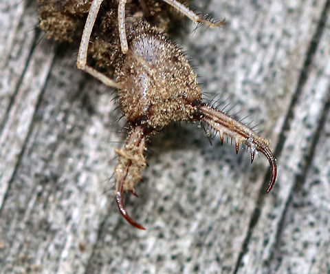 Antlion Larva - Myrmeleontidae Good jaws for biting!!

Antlion larvae can be found in sandy areas, where they dig a shallow cone-shaped pit. They wait at the bottom of the pit for an ant or other insect to fall in. They have robust bodies that are gray or brown in color. Their bodies are covered in bristles, which help them gain traction in their sandpits. They have enormous sickle-shaped mandibles, which have a canal that contains venom and enzymes. Interestingly, they do not have a traditional mouth. Instead, they have a small, fixed slit that can't be used for chewing solid food. So, they have to liquefy their meals. To eat, the larvae grab and stab their prey, inject it with venom and digestive enzymes. which dissolve soft tissues. Then, the larvae just have to suck the goo out of their prey. Their common name comes from the observation that they prey primarily on ants; So, metaphorically speaking, the antlion is a "lion" among ants.

Antlion larvae have an unusual feature in that they lack an anus. Any metabolic waste that they generate during their larval stage gets stored - some will be used to spin silk for the cocoon, and the rest will eventually be voided as meconium at the end of the pupal stage. Weird, but true.

Habitat: Hanging out in its sandpit
https://www.jungledragon.com/image/84382/antlion_larva_-_myrmeleontidae.html
https://www.jungledragon.com/image/84383/antlion_larva_-_myrmeleontidae.html Antlion,Geotagged,Myrmeleontidae,Summer,United States,antlion larva