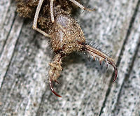 Antlion Larva - Myrmeleontidae Good jaws for biting!!<br />
<br />
Antlion larvae can be found in sandy areas, where they dig a shallow cone-shaped pit. They wait at the bottom of the pit for an ant or other insect to fall in. They have robust bodies that are gray or brown in color. Their bodies are covered in bristles, which help them gain traction in their sandpits. They have enormous sickle-shaped mandibles, which have a canal that contains venom and enzymes. Interestingly, they do not have a traditional mouth. Instead, they have a small, fixed slit that can't be used for chewing solid food. So, they have to liquefy their meals. To eat, the larvae grab and stab their prey, inject it with venom and digestive enzymes. which dissolve soft tissues. Then, the larvae just have to suck the goo out of their prey. Their common name comes from the observation that they prey primarily on ants; So, metaphorically speaking, the antlion is a "lion" among ants.<br />
<br />
Antlion larvae have an unusual feature in that they lack an anus. Any metabolic waste that they generate during their larval stage gets stored - some will be used to spin silk for the cocoon, and the rest will eventually be voided as meconium at the end of the pupal stage. Weird, but true.<br />
<br />
Habitat: Hanging out in its sandpit<br />
https://www.jungledragon.com/image/84382/antlion_larva_-_myrmeleontidae.html<br />
https://www.jungledragon.com/image/84383/antlion_larva_-_myrmeleontidae.html Antlion,Geotagged,Myrmeleontidae,Summer,United States,antlion larva