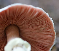 Agaricus vinosobrunneofumidus Habitat: Growing on the ground in a mixed forest, in a coniferous area.<br />
https://www.jungledragon.com/image/84387/mushroom_-_agaricus_sp.html<br />
https://www.jungledragon.com/image/84386/mushroom_-_agaricus_sp.html Agaricus vinosobrunneofumidus,Geotagged,Summer,United States,agaricus,fungus,mushroom