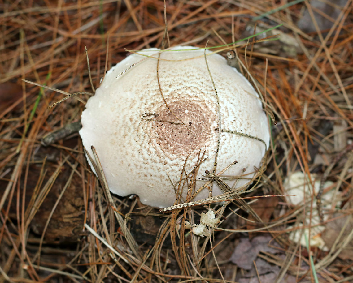 Agaricus vinosobrunneofumidus Habitat: Growing on the ground in a mixed forest, in a coniferous area.<br />
<figure class="photo"><a href="https://www.jungledragon.com/image/84385/agaricus_vinosobrunneofumidus.html" title="Agaricus vinosobrunneofumidus"><img src="https://s3.amazonaws.com/media.jungledragon.com/images/3232/84385_thumb.jpg?AWSAccessKeyId=05GMT0V3GWVNE7GGM1R2&Expires=1767225610&Signature=iTfsyOrUCeHrB5nHXGtABdDIK20%3D" width="200" height="176" alt="Agaricus vinosobrunneofumidus Habitat: Growing on the ground in a mixed forest, in a coniferous area.<br />
https://www.jungledragon.com/image/84387/mushroom_-_agaricus_sp.html<br />
https://www.jungledragon.com/image/84386/mushroom_-_agaricus_sp.html Agaricus vinosobrunneofumidus,Geotagged,Summer,United States,agaricus,fungus,mushroom" /></a></figure><br />
<figure class="photo"><a href="https://www.jungledragon.com/image/84387/agaricus_vinosobrunneofumidus.html" title="Agaricus vinosobrunneofumidus"><img src="https://s3.amazonaws.com/media.jungledragon.com/images/3232/84387_thumb.jpg?AWSAccessKeyId=05GMT0V3GWVNE7GGM1R2&Expires=1767225610&Signature=ksW6%2BhUUUDSNrS8B%2B3K2H9eElf0%3D" width="200" height="164" alt="Agaricus vinosobrunneofumidus <br />
Habitat: Growing on the ground in a mixed forest, in a coniferous area.<br />
https://www.jungledragon.com/image/84385/mushroom_-_agaricus_sp.html<br />
https://www.jungledragon.com/image/84386/mushroom_-_agaricus_sp.html Agaricus vinosobrunneofumidus,Geotagged,Summer,United States" /></a></figure> Agaricus vinosobrunneofumidus,Geotagged,Summer,United States