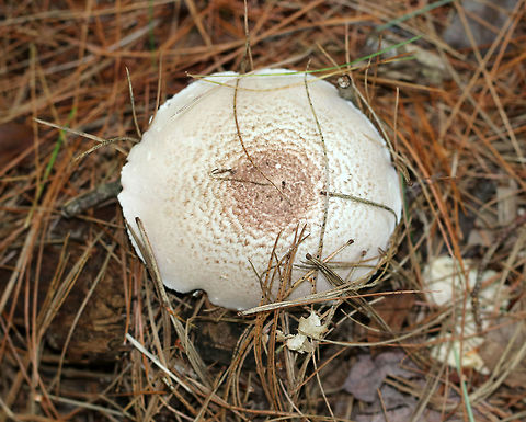 Agaricus vinosobrunneofumidus Habitat: Growing on the ground in a mixed forest, in a coniferous area.
https://www.jungledragon.com/image/84385/mushroom_-_agaricus_sp.html
https://www.jungledragon.com/image/84387/mushroom_-_agaricus_sp.html Agaricus vinosobrunneofumidus,Geotagged,Summer,United States