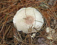 Agaricus vinosobrunneofumidus Habitat: Growing on the ground in a mixed forest, in a coniferous area.<br />
https://www.jungledragon.com/image/84385/mushroom_-_agaricus_sp.html<br />
https://www.jungledragon.com/image/84387/mushroom_-_agaricus_sp.html Agaricus vinosobrunneofumidus,Geotagged,Summer,United States