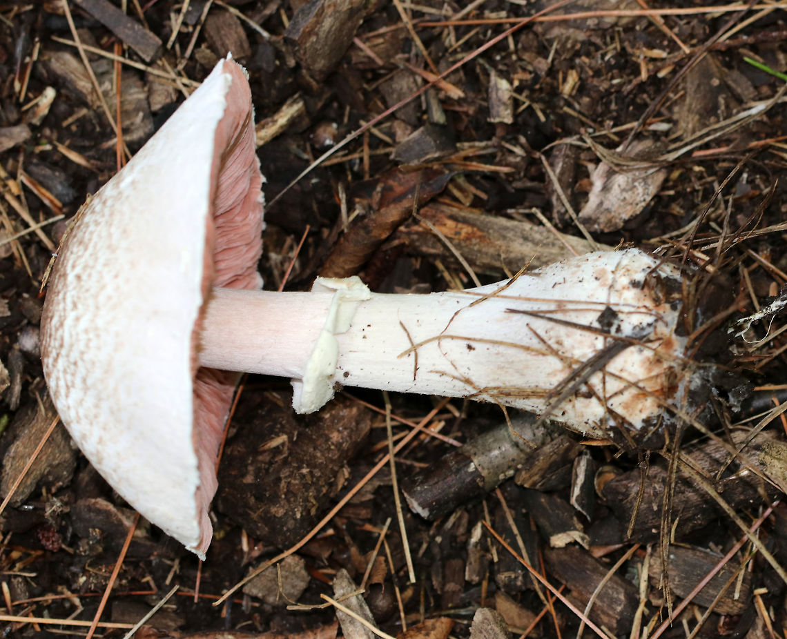 Agaricus vinosobrunneofumidus <br />
Habitat: Growing on the ground in a mixed forest, in a coniferous area.<br />
<figure class="photo"><a href="https://www.jungledragon.com/image/84385/agaricus_vinosobrunneofumidus.html" title="Agaricus vinosobrunneofumidus"><img src="https://s3.amazonaws.com/media.jungledragon.com/images/3232/84385_thumb.jpg?AWSAccessKeyId=05GMT0V3GWVNE7GGM1R2&Expires=1759968010&Signature=jA2B%2FPJGG3eQzkFVMdeaT8S5YG4%3D" width="200" height="176" alt="Agaricus vinosobrunneofumidus Habitat: Growing on the ground in a mixed forest, in a coniferous area.<br />
https://www.jungledragon.com/image/84387/mushroom_-_agaricus_sp.html<br />
https://www.jungledragon.com/image/84386/mushroom_-_agaricus_sp.html Agaricus vinosobrunneofumidus,Geotagged,Summer,United States,agaricus,fungus,mushroom" /></a></figure><br />
<figure class="photo"><a href="https://www.jungledragon.com/image/84386/agaricus_vinosobrunneofumidus.html" title="Agaricus vinosobrunneofumidus"><img src="https://s3.amazonaws.com/media.jungledragon.com/images/3232/84386_thumb.jpg?AWSAccessKeyId=05GMT0V3GWVNE7GGM1R2&Expires=1759968010&Signature=PkuKhI19XCNJ8detRmaCpYW6KoU%3D" width="200" height="162" alt="Agaricus vinosobrunneofumidus Habitat: Growing on the ground in a mixed forest, in a coniferous area.<br />
https://www.jungledragon.com/image/84385/mushroom_-_agaricus_sp.html<br />
https://www.jungledragon.com/image/84387/mushroom_-_agaricus_sp.html Agaricus vinosobrunneofumidus,Geotagged,Summer,United States" /></a></figure> Agaricus vinosobrunneofumidus,Geotagged,Summer,United States
