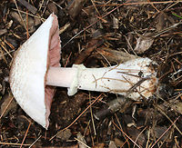 Agaricus vinosobrunneofumidus <br />
Habitat: Growing on the ground in a mixed forest, in a coniferous area.<br />
https://www.jungledragon.com/image/84385/mushroom_-_agaricus_sp.html<br />
https://www.jungledragon.com/image/84386/mushroom_-_agaricus_sp.html Agaricus vinosobrunneofumidus,Geotagged,Summer,United States