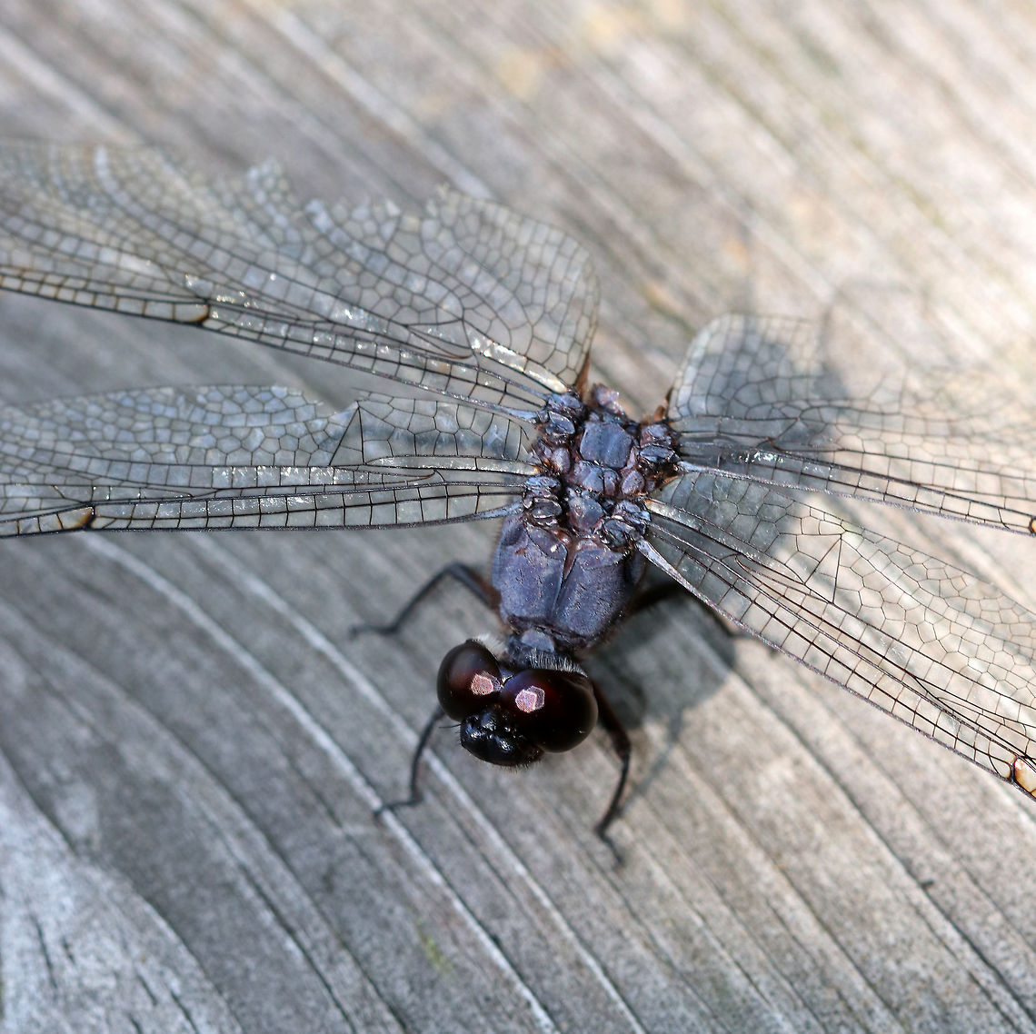 Slaty Skimmer - Libellula incesta I found this dragonfly at an observation blind. It didn&#039;t have an abdomen, but was still alive! Ugh, the poor thing was struggling to try to fly.<br />
<br />
Habitat: Deciduous forest<br />
<br />
<figure class="photo"><a href="https://www.jungledragon.com/image/84390/slaty_skimmer_-_libellula_incesta.html" title="Slaty Skimmer - Libellula incesta"><img src="https://s3.amazonaws.com/media.jungledragon.com/images/3232/84390_thumb.jpg?AWSAccessKeyId=05GMT0V3GWVNE7GGM1R2&Expires=1763596810&Signature=Jut3ws1Br93ZRXBIEUWIvnu891I%3D" width="200" height="160" alt="Slaty Skimmer - Libellula incesta I found this dragonfly at an observation blind. It didn&#039;t have an abdomen, but was still alive! Ugh, the poor thing was struggling to try to fly.<br />
<br />
Habitat: Deciduous forest<br />
<br />
https://www.jungledragon.com/image/84389/dragonfly_-_odonata_anisoptera.html<br />
<br />
https://vimeo.com/359876889 Geotagged,Libellula incesta,Slaty Skimmer,Summer,United States" /></a></figure><br />
<br />
<section class="video"><iframe width="448" height="252" src="https://player.vimeo.com/video/359876889?title=0&byline=0&portrait=0" frameborder="0"></iframe></section> Anisoptera,Geotagged,Libellula incesta,Slaty Skimmer,Summer,United States,dragonfly,odonata
