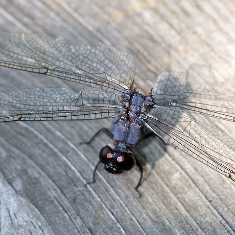 Slaty Skimmer - Libellula incesta I found this dragonfly at an observation blind. It didn't have an abdomen, but was still alive! Ugh, the poor thing was struggling to try to fly.

Habitat: Deciduous forest

https://www.jungledragon.com/image/84390/dragonfly_-_odonata_anisoptera.html

https://vimeo.com/359876889 Anisoptera,Geotagged,Libellula incesta,Slaty Skimmer,Summer,United States,dragonfly,odonata