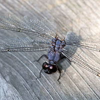 Slaty Skimmer - Libellula incesta I found this dragonfly at an observation blind. It didn't have an abdomen, but was still alive! Ugh, the poor thing was struggling to try to fly.<br />
<br />
Habitat: Deciduous forest<br />
<br />
https://www.jungledragon.com/image/84390/dragonfly_-_odonata_anisoptera.html<br />
<br />
https://vimeo.com/359876889 Anisoptera,Geotagged,Libellula incesta,Slaty Skimmer,Summer,United States,dragonfly,odonata