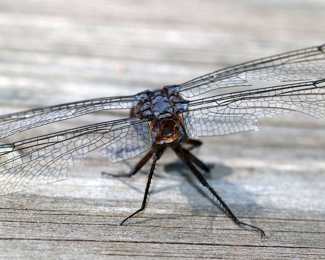 Slaty Skimmer - Libellula incesta I found this dragonfly at an observation blind. It didn&#039;t have an abdomen, but was still alive! Ugh, the poor thing was struggling to try to fly.<br />
<br />
Habitat: Deciduous forest<br />
<br />
<figure class="photo"><a href="https://www.jungledragon.com/image/84389/slaty_skimmer_-_libellula_incesta.html" title="Slaty Skimmer - Libellula incesta"><img src="https://s3.amazonaws.com/media.jungledragon.com/images/3232/84389_thumb.jpg?AWSAccessKeyId=05GMT0V3GWVNE7GGM1R2&Expires=1759968010&Signature=o0J7AVph8K%2B8FaSORZc4ixa24io%3D" width="200" height="200" alt="Slaty Skimmer - Libellula incesta I found this dragonfly at an observation blind. It didn&#039;t have an abdomen, but was still alive! Ugh, the poor thing was struggling to try to fly.<br />
<br />
Habitat: Deciduous forest<br />
<br />
https://www.jungledragon.com/image/84390/dragonfly_-_odonata_anisoptera.html<br />
<br />
https://vimeo.com/359876889 Anisoptera,Geotagged,Libellula incesta,Slaty Skimmer,Summer,United States,dragonfly,odonata" /></a></figure><br />
<br />
<section class="video"><iframe width="448" height="252" src="https://player.vimeo.com/video/359876889?title=0&byline=0&portrait=0" frameborder="0"></iframe></section> Geotagged,Libellula incesta,Slaty Skimmer,Summer,United States