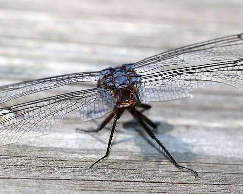 Slaty Skimmer - Libellula incesta I found this dragonfly at an observation blind. It didn't have an abdomen, but was still alive! Ugh, the poor thing was struggling to try to fly.

Habitat: Deciduous forest

https://www.jungledragon.com/image/84389/dragonfly_-_odonata_anisoptera.html

https://vimeo.com/359876889 Geotagged,Libellula incesta,Slaty Skimmer,Summer,United States