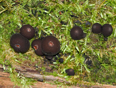 Peanut Butter Cup Fungi - Galiella rufa These were just "babies" and hadn't opened up yet. 

Habitat: Mossy, rotting wood in a deciduous forest Galiella rufa,Geotagged,Peanut Butter Cup Fungus,Summer,United States,galiella
