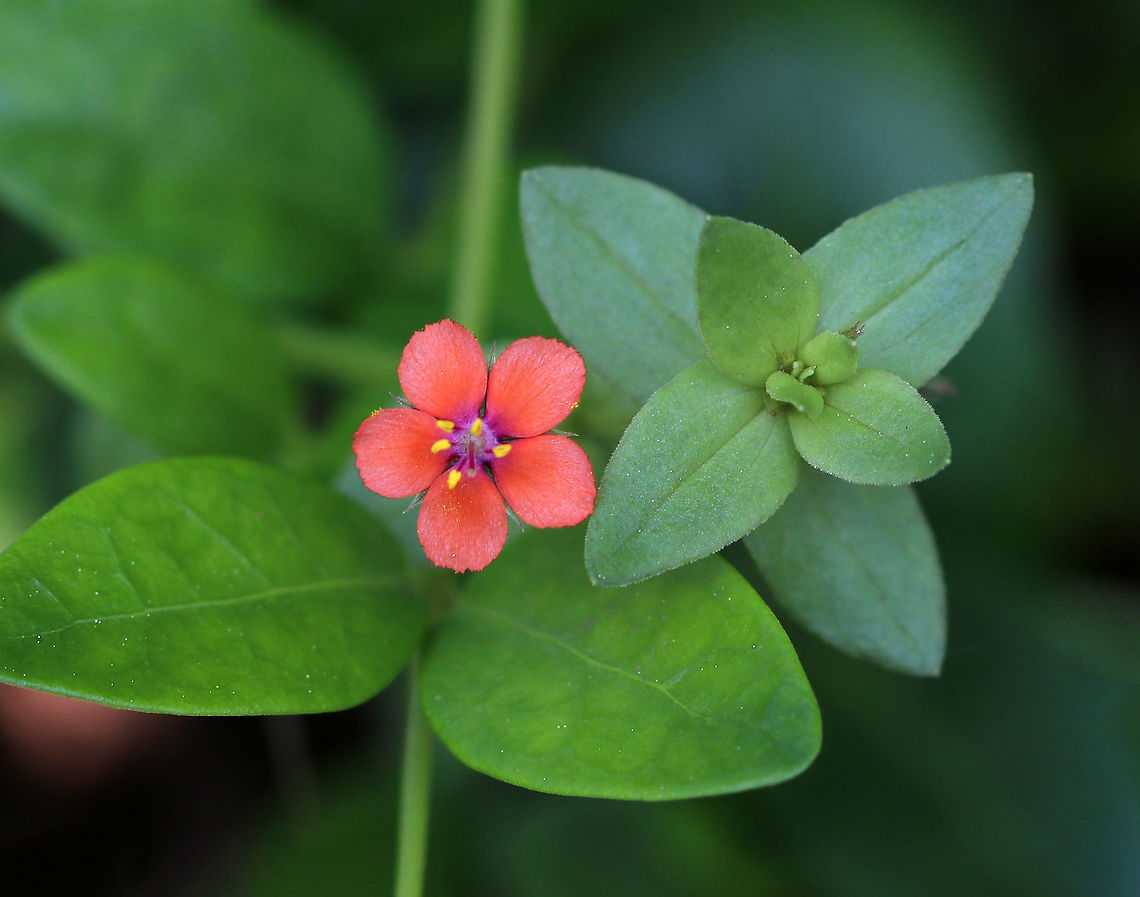 Scarlet Pimpernel - Anagallis arvensis Scarlet pimpernel flowers open only when the sun shines. It has a wide variety of flower colors, including orange, red, and blue. <br />
<br />
Habitat: Forest edge Anagallis arvensis,Geotagged,Scarlet pimpernel,Summer,United States