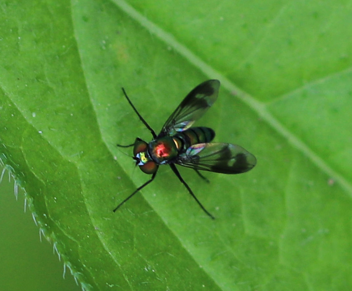 Longlegged Fly - Condylostylus patibulatus This little fly had a green abdomen, red thorax, black legs, black wing markings, and black antennae.<br />
<br />
Habitat: Rural garden Condylostylus patibulatus,Geotagged,Long legged fly,Summer,United States,fly
