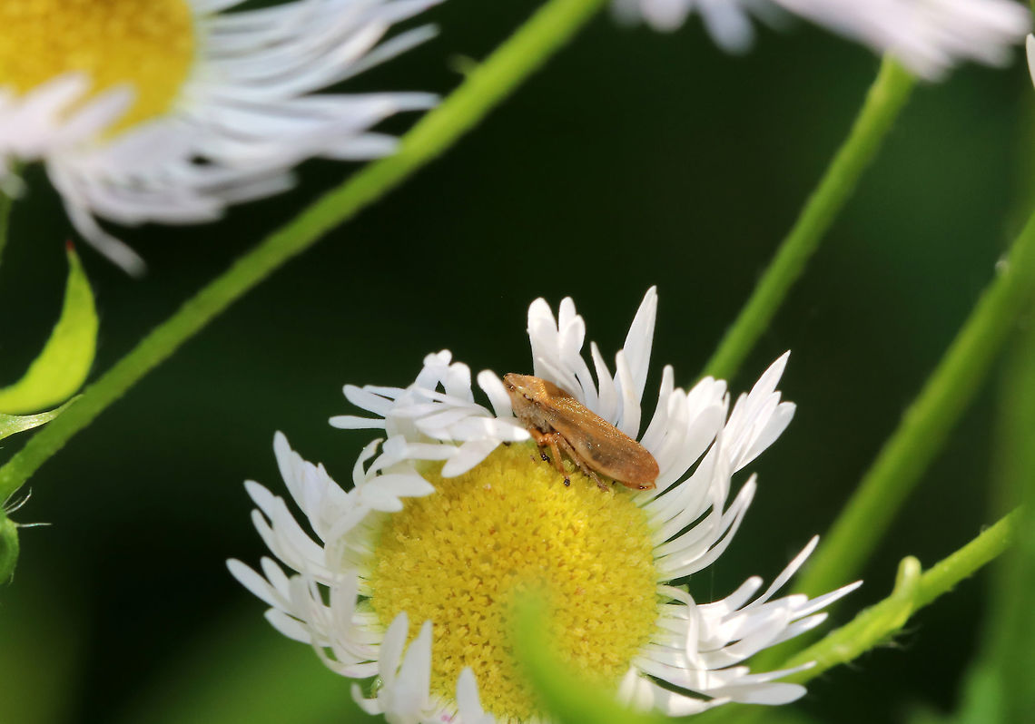 Philaenus spumarius - Meadow Froghopper This species has MANY different patterns! See here: <a href="https://bugguide.net/node/view/7452" rel="nofollow">https://bugguide.net/node/view/7452</a><br />
<br />
Habitat: Rural garden<br />
<figure class="photo"><a href="https://www.jungledragon.com/image/84410/philaenus_spumarius_-_meadow_froghopper.html" title="Philaenus spumarius - Meadow Froghopper"><img src="https://s3.amazonaws.com/media.jungledragon.com/images/3232/84410_thumb.jpg?AWSAccessKeyId=05GMT0V3GWVNE7GGM1R2&Expires=1767225610&Signature=qdtzUQSwGJzb%2F3W%2FMv5B45wofno%3D" width="200" height="164" alt="Philaenus spumarius - Meadow Froghopper This species has MANY different patterns! See here: https://bugguide.net/node/view/7452<br />
<br />
Habitat: Rural garden<br />
https://www.jungledragon.com/image/84409/philaenus_spumarius_-_meadow_froghopper.html Geotagged,Meadow froghopper,Philaenus spumarius,Summer,United States" /></a></figure> Geotagged,Meadow froghopper,Philaenus spumarius,Summer,United States