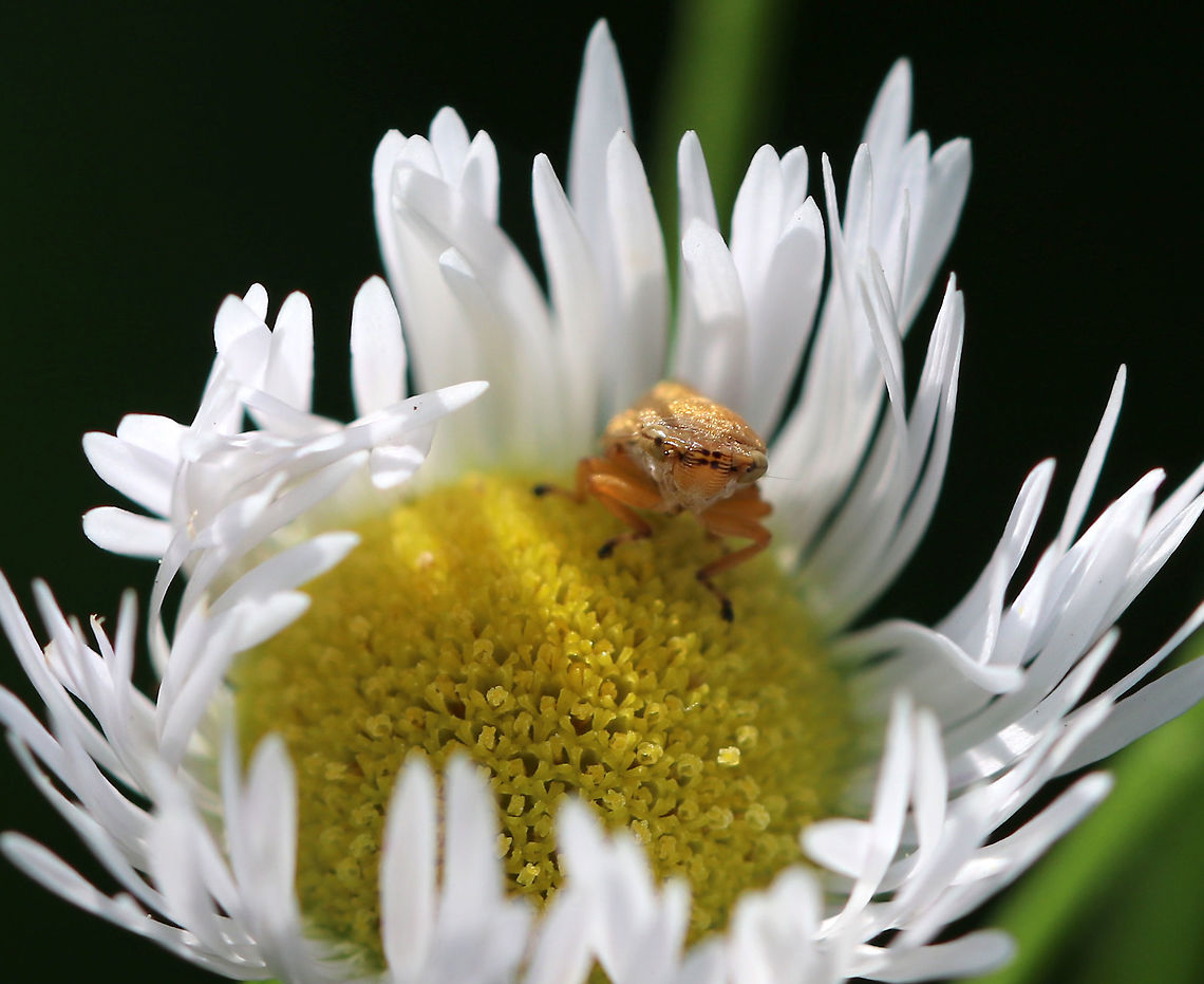 Philaenus spumarius - Meadow Froghopper This species has MANY different patterns! See here: <a href="https://bugguide.net/node/view/7452" rel="nofollow">https://bugguide.net/node/view/7452</a><br />
<br />
Habitat: Rural garden<br />
<figure class="photo"><a href="https://www.jungledragon.com/image/84409/philaenus_spumarius_-_meadow_froghopper.html" title="Philaenus spumarius - Meadow Froghopper"><img src="https://s3.amazonaws.com/media.jungledragon.com/images/3232/84409_thumb.jpg?AWSAccessKeyId=05GMT0V3GWVNE7GGM1R2&Expires=1767225610&Signature=y3LEjUlT0GtK%2BlRhvr%2FtAG2ZY3s%3D" width="200" height="142" alt="Philaenus spumarius - Meadow Froghopper This species has MANY different patterns! See here: https://bugguide.net/node/view/7452<br />
<br />
Habitat: Rural garden<br />
https://www.jungledragon.com/image/84410/philaenus_spumarius_-_meadow_froghopper.html Geotagged,Meadow froghopper,Philaenus spumarius,Summer,United States" /></a></figure> Geotagged,Meadow froghopper,Philaenus spumarius,Summer,United States