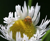 Philaenus spumarius - Meadow Froghopper This species has MANY different patterns! See here: https://bugguide.net/node/view/7452<br />
<br />
Habitat: Rural garden<br />
https://www.jungledragon.com/image/84409/philaenus_spumarius_-_meadow_froghopper.html Geotagged,Meadow froghopper,Philaenus spumarius,Summer,United States