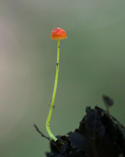 Orange Bonnet - Mycena acicula Slender mushroom with a lined, orange cap, long yellow stem,  and pale yellow gills.

Habitat: Growing on the ground in a deciduous forest Geotagged,Mycena,Mycena acicula,Orange bonnet,Summer,United States,fungus,mushroom