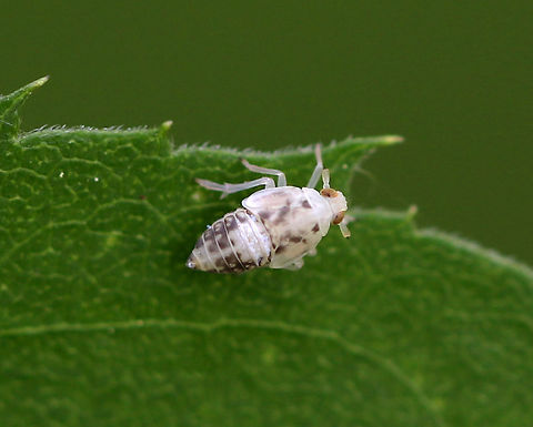 Citrus Flatid Planthopper Nymph - Metcalfa pruinosa Habitat: Rural garden Citrus Flatid Planthopper,Geotagged,Metcalfa,Metcalfa pruinosa,Summer,United States,nymph,planthopper nymph