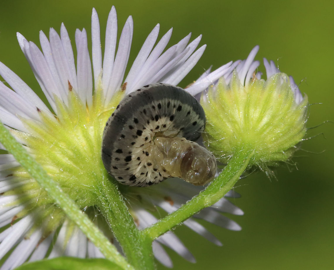 Sawfly Larva - Macrophya simillima Curled up, or else doing it&#039;s morning yoga.<br />
<br />
Habitat: Rural garden<br />
<figure class="photo"><a href="https://www.jungledragon.com/image/84414/sawfly_larva_-_macrophya_simillima.html" title="Sawfly Larva - Macrophya simillima"><img src="https://s3.amazonaws.com/media.jungledragon.com/images/3232/84414_thumb.jpg?AWSAccessKeyId=05GMT0V3GWVNE7GGM1R2&Expires=1767225610&Signature=48bw%2FG1Uk%2B0091TQpgsPTbtpxqY%3D" width="200" height="166" alt="Sawfly Larva - Macrophya simillima Curled up, or else doing it&#039;s morning yoga.<br />
<br />
Habitat: Rural garden<br />
https://www.jungledragon.com/image/84413/sawfly_larva_-_macrophya_simillima.html Geotagged,Macrophya simillima,Summer,United States,larva,sawfly,sawfly larva" /></a></figure> Geotagged,Macrophya,Macrophya simillima,Summer,United States,larva,sawfly larva