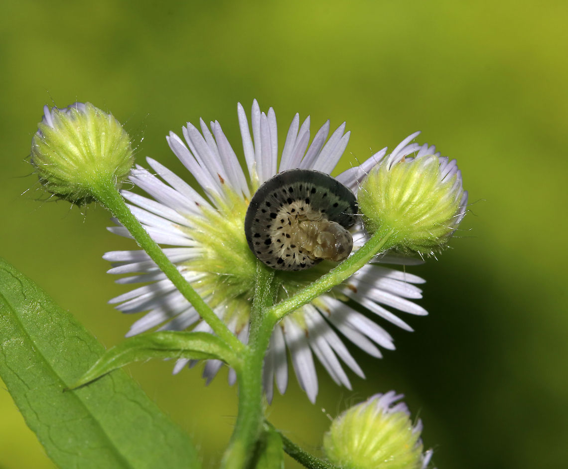 Sawfly Larva - Macrophya simillima Curled up, or else doing it&#039;s morning yoga.<br />
<br />
Habitat: Rural garden<br />
<figure class="photo"><a href="https://www.jungledragon.com/image/84413/sawfly_larva_-_macrophya_simillima.html" title="Sawfly Larva - Macrophya simillima"><img src="https://s3.amazonaws.com/media.jungledragon.com/images/3232/84413_thumb.jpg?AWSAccessKeyId=05GMT0V3GWVNE7GGM1R2&Expires=1767225610&Signature=8Y55gctjjxJzNhsZpNHKhBY9m4Q%3D" width="200" height="162" alt="Sawfly Larva - Macrophya simillima Curled up, or else doing it&#039;s morning yoga.<br />
<br />
Habitat: Rural garden<br />
https://www.jungledragon.com/image/84414/sawfly_larva_-_macrophya_simillima.html Geotagged,Macrophya,Macrophya simillima,Summer,United States,larva,sawfly larva" /></a></figure> Geotagged,Macrophya simillima,Summer,United States,larva,sawfly,sawfly larva