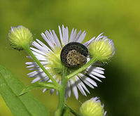 Sawfly Larva - Macrophya simillima Curled up, or else doing it's morning yoga.<br />
<br />
Habitat: Rural garden<br />
https://www.jungledragon.com/image/84413/sawfly_larva_-_macrophya_simillima.html Geotagged,Macrophya simillima,Summer,United States,larva,sawfly,sawfly larva