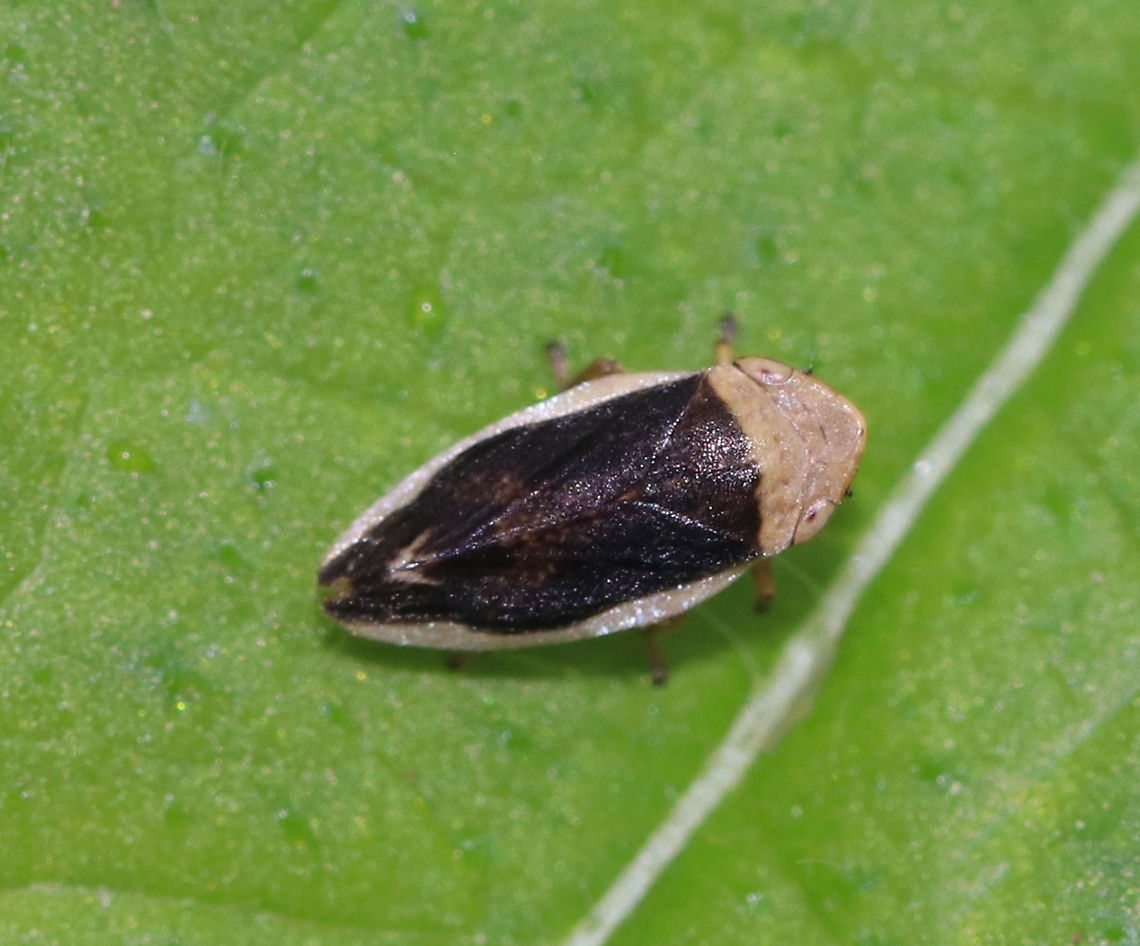 Philaenus spumarius - Meadow Froghopper This species has MANY different patterns! See here: <a href="https://bugguide.net/node/view/7452" rel="nofollow">https://bugguide.net/node/view/7452</a><br />
<br />
Habitat: Rural garden<br />
<figure class="photo"><a href="https://www.jungledragon.com/image/84426/philaenus_spumarius_-_meadow_froghopper.html" title="Philaenus spumarius - Meadow Froghopper"><img src="https://s3.amazonaws.com/media.jungledragon.com/images/3232/84426_thumb.jpg?AWSAccessKeyId=05GMT0V3GWVNE7GGM1R2&Expires=1759968010&Signature=dkRkuut2d95rrJWIExXrXsbc4KQ%3D" width="200" height="148" alt="Philaenus spumarius - Meadow Froghopper This species has MANY different patterns! See here: https://bugguide.net/node/view/7452<br />
<br />
Habitat: Rural garden<br />
https://www.jungledragon.com/image/84425/philaenus_spumarius_-_meadow_froghopper.html Geotagged,Meadow froghopper,Philaenus spumarius,Summer,United States" /></a></figure> Geotagged,Meadow froghopper,Philaenus spumarius,Summer,United States