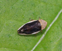 Philaenus spumarius - Meadow Froghopper This species has MANY different patterns! See here: https://bugguide.net/node/view/7452<br />
<br />
Habitat: Rural garden<br />
https://www.jungledragon.com/image/84426/philaenus_spumarius_-_meadow_froghopper.html Geotagged,Meadow froghopper,Philaenus spumarius,Summer,United States