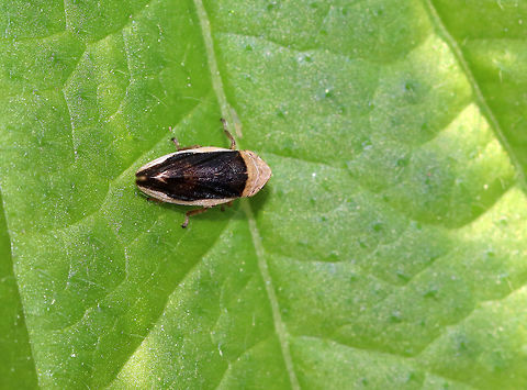 Philaenus spumarius - Meadow Froghopper This species has MANY different patterns! See here: https://bugguide.net/node/view/7452

Habitat: Rural garden
https://www.jungledragon.com/image/84425/philaenus_spumarius_-_meadow_froghopper.html Geotagged,Meadow froghopper,Philaenus spumarius,Summer,United States