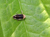 Philaenus spumarius - Meadow Froghopper This species has MANY different patterns! See here: https://bugguide.net/node/view/7452<br />
<br />
Habitat: Rural garden<br />
https://www.jungledragon.com/image/84425/philaenus_spumarius_-_meadow_froghopper.html Geotagged,Meadow froghopper,Philaenus spumarius,Summer,United States