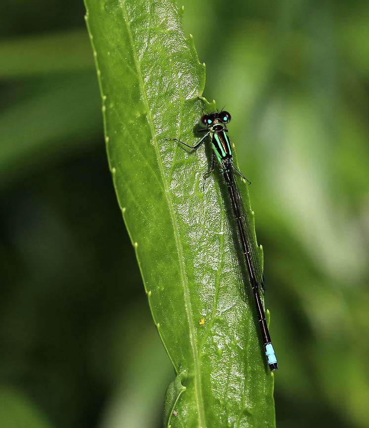 Eastern Forktail - Ischnura verticalis Habitat: Rural garden Eastern Forktail,Geotagged,Ischnura,Ischnura verticalis,Summer,United States,damselfly