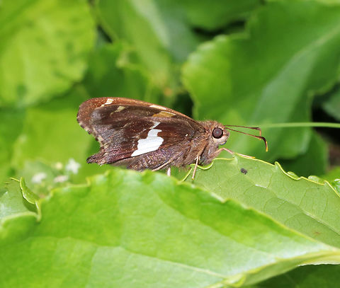 Silver-Spotted Skipper - Epargyreus clarus Chocolate-brown skipper with a golden band on the forewings and a large, silver, irregular spot on the hindwings (underside).

Habitat: Rural garden
https://www.jungledragon.com/image/84430/silver-spotted_skipper_-_epargyreus_clarus.html Epargyreus clarus,Geotagged,Silver-spotted Skipper,Summer,United States. skipper,butterfly