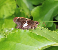 Silver-Spotted Skipper - Epargyreus clarus Chocolate-brown skipper with a golden band on the forewings and a large, silver, irregular spot on the hindwings (underside).<br />
<br />
Habitat: Rural garden<br />
https://www.jungledragon.com/image/84430/silver-spotted_skipper_-_epargyreus_clarus.html Epargyreus clarus,Geotagged,Silver-spotted Skipper,Summer,United States. skipper,butterfly