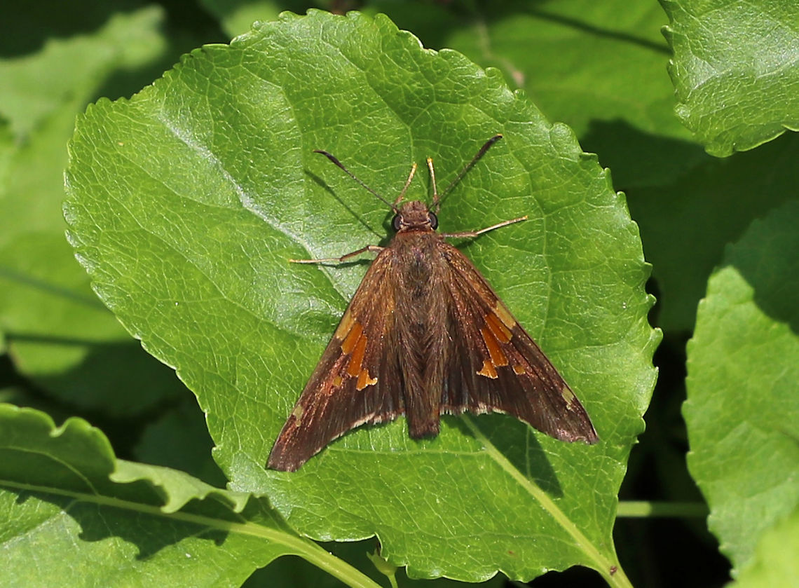 Silver-Spotted Skipper - Epargyreus clarus Chocolate-brown skipper with a golden band on the forewings and a large, silver, irregular spot on the hindwings (underside).<br />
<br />
Habitat: rural garden.<br />
<figure class="photo"><a href="https://www.jungledragon.com/image/84429/silver-spotted_skipper_-_epargyreus_clarus.html" title="Silver-Spotted Skipper - Epargyreus clarus"><img src="https://s3.amazonaws.com/media.jungledragon.com/images/3232/84429_thumb.jpg?AWSAccessKeyId=05GMT0V3GWVNE7GGM1R2&Expires=1763596810&Signature=MqSfg9yrD2B0w5SaxgxHAWEcsOI%3D" width="200" height="170" alt="Silver-Spotted Skipper - Epargyreus clarus Chocolate-brown skipper with a golden band on the forewings and a large, silver, irregular spot on the hindwings (underside).<br />
<br />
Habitat: Rural garden<br />
https://www.jungledragon.com/image/84430/silver-spotted_skipper_-_epargyreus_clarus.html Epargyreus clarus,Geotagged,Silver-spotted Skipper,Summer,United States. skipper,butterfly" /></a></figure> Epargyreus clarus,Geotagged,Silver-spotted Skipper,Summer,United States