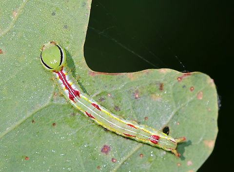 Variable Oakleaf Caterpillar - Lochmaeus manteo Physically very similar to Lochmaeus bilineata, but I've identified this as  Lochmaeus manteo because of the timing - from what I understand, bilineata adults aren't on wing past August in the north.
Habitat: Oak saplings in a meadow
These caterpillars can spray formic acid, which is reported to cause blisters or severely irritate human skin.  So, obviously, I did not handle these.
https://www.jungledragon.com/image/84486/variable_oakleaf_caterpillar_-_lochmaeus_manteo.html
https://www.jungledragon.com/image/84485/variable_oakleaf_caterpillar_-_lochmaeus_manteo.html Geotagged,Lochmaeus,Lochmaeus manteo,Summer,United States,Variable oakleaf caterpillar moth,caterpillar