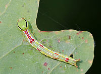 Variable Oakleaf Caterpillar - Lochmaeus manteo Physically very similar to Lochmaeus bilineata, but I've identified this as  Lochmaeus manteo because of the timing - from what I understand, bilineata adults aren't on wing past August in the north.<br />
<br />
Habitat: Oak saplings in a meadow<br />
<br />
These caterpillars can spray formic acid, which is reported to cause blisters or severely irritate human skin.  So, obviously, I did not handle these.<br />
https://www.jungledragon.com/image/84486/variable_oakleaf_caterpillar_-_lochmaeus_manteo.html<br />
https://www.jungledragon.com/image/84485/variable_oakleaf_caterpillar_-_lochmaeus_manteo.html Geotagged,Lochmaeus,Lochmaeus manteo,Summer,United States,Variable oakleaf caterpillar moth,caterpillar