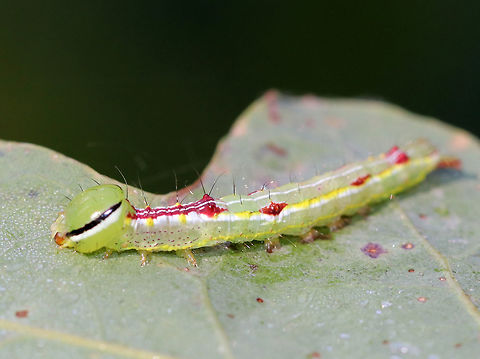 Variable Oakleaf Caterpillar - Lochmaeus manteo Physically very similar to Lochmaeus bilineata, but I've identified this as Lochmaeus manteo because of the timing - from what I understand, bilineata adults aren't on wing past August in the north.

Habitat: Oak saplings in a meadow

These caterpillars can spray formic acid, which is reported to cause blisters or severely irritate human skin. So, obviously, I did not handle these.
https://www.jungledragon.com/image/84484/variable_oakleaf_caterpillar_-_lochmaeus_manteo.html
https://www.jungledragon.com/image/84486/variable_oakleaf_caterpillar_-_lochmaeus_manteo.html Geotagged,Lochmaeus manteo,Summer,United States,Variable oakleaf caterpillar moth