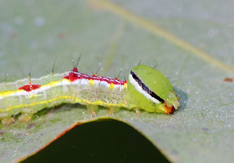 Variable Oakleaf Caterpillar - Lochmaeus manteo Physically very similar to Lochmaeus bilineata, but I've identified this as Lochmaeus manteo because of the timing - from what I understand, bilineata adults aren't on wing past August in the north.

Habitat: Oak saplings in a meadow

These caterpillars can spray formic acid, which is reported to cause blisters or severely irritate human skin. So, obviously, I did not handle these.
https://www.jungledragon.com/image/84484/variable_oakleaf_caterpillar_-_lochmaeus_manteo.html
https://www.jungledragon.com/image/84485/variable_oakleaf_caterpillar_-_lochmaeus_manteo.html Geotagged,Lochmaeus manteo,Summer,United States,Variable oakleaf caterpillar moth