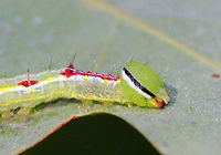 Variable Oakleaf Caterpillar - Lochmaeus manteo Physically very similar to Lochmaeus bilineata, but I've identified this as Lochmaeus manteo because of the timing - from what I understand, bilineata adults aren't on wing past August in the north.<br />
<br />
Habitat: Oak saplings in a meadow<br />
<br />
These caterpillars can spray formic acid, which is reported to cause blisters or severely irritate human skin. So, obviously, I did not handle these.<br />
https://www.jungledragon.com/image/84484/variable_oakleaf_caterpillar_-_lochmaeus_manteo.html<br />
https://www.jungledragon.com/image/84485/variable_oakleaf_caterpillar_-_lochmaeus_manteo.html Geotagged,Lochmaeus manteo,Summer,United States,Variable oakleaf caterpillar moth