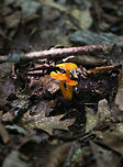 Mushrooms - Hygrocybe sp. Small cluster of orange mushrooms growing on the ground in a deciduous forest.<br />
https://www.jungledragon.com/image/84490/mushrooms_-_hygrocybe_sp.html<br />
https://www.jungledragon.com/image/84489/mushrooms_-_hygrocybe_sp.html Geotagged,Summer,United States,fungus,hygrocybe,mushroom,orange mushroom