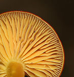 Mushrooms - Hygrocybe sp. Small cluster of orange mushrooms growing on the ground in a deciduous forest.<br />
https://www.jungledragon.com/image/84488/mushrooms_-_hygrocybe_sp.html<br />
https://www.jungledragon.com/image/84490/mushrooms_-_hygrocybe_sp.html Geotagged,Summer,United States