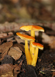 Mushrooms - Hygrocybe sp. Small cluster of orange mushrooms growing on the ground in a deciduous forest.
https://www.jungledragon.com/image/84488/mushrooms_-_hygrocybe_sp.html
https://www.jungledragon.com/image/84489/mushrooms_-_hygrocybe_sp.html Geotagged,Summer,United States