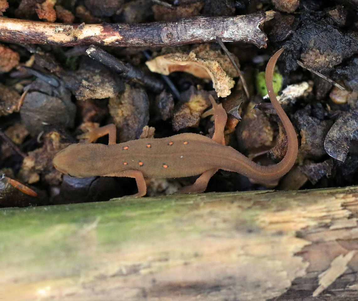 Eastern Newt (Red Eft) - Notophthalmus viridescens I saw a bunch of newts today, and all except one were very dull, brownish. Usually, they are bright orange. Maybe the color is due to weather conditions, time of year, or maybe they were close to adulthood (adults are brownish green).<br />
<br />
Red efts have bright orange aposematic coloring, with darker, reddish spots outlined in black. This stage can last up to 4 years on land, during which time efts may travel far, which ensures outcrossing in the population. Efts eat small insects, snails, and other small arthropods. During winter, they hibernate under logs or rocks.<br />
<br />
Habitat: Spotted in a mixed forest. Eastern newt,Geotagged,Notophthalmus viridescens,Summer,United States,newt,red eft,salamander