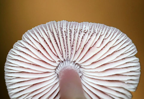 Rosy Bonnet - Mycena rosea Pink, flat, tacky cap with striate margins. Gills were white with frequent short gills. The stem was pale pink, long, and fragile.

Habitat: Growing in a mixed forest
https://www.jungledragon.com/image/84513/rosy_bonnet_-_mycena_rosea.html Geotagged,Mycena rosea,Rosy bonnet,Summer,United States,mycena,pink