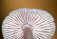 Rosy Bonnet - Mycena rosea Pink, flat, tacky cap with striate margins. Gills were white with frequent short gills. The stem was pale pink, long, and fragile.<br />
<br />
Habitat: Growing in a mixed forest<br />
https://www.jungledragon.com/image/84513/rosy_bonnet_-_mycena_rosea.html Geotagged,Mycena rosea,Rosy bonnet,Summer,United States,mycena,pink