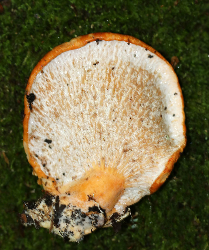 Hypomyces lateritius (Underside) Hypomyces lateritius is a parasite on the gills of Lactarius species mushrooms. It looks like tan/whitish bumps embedded in the sheet-like tissue covering the gills.<br />
<br />
Habitat: Growing on the ground in a deciduous forest<br />
<figure class="photo"><a href="https://www.jungledragon.com/image/84511/hypomyces_lateritius_uppersurface.html" title="Hypomyces lateritius (Uppersurface)"><img src="https://s3.amazonaws.com/media.jungledragon.com/images/3232/84511_thumb.jpg?AWSAccessKeyId=05GMT0V3GWVNE7GGM1R2&Expires=1759968010&Signature=J1gv1NjTrymaL8i3lQEIRt%2Fx3Yg%3D" width="200" height="166" alt="Hypomyces lateritius (Uppersurface) Hypomyces lateritius is a parasite on the gills of Lactarius species mushrooms. It looks like tan/whitish bumps embedded in the sheet-like tissue covering the gills.<br />
<br />
Habitat: Growing on the ground in a deciduous forest<br />
https://www.jungledragon.com/image/84510/hypomyces_lateritius_underside.html Geotagged,Hypomyces lateritius,Summer,United States" /></a></figure> Geotagged,Hypomyces,Hypomyces lateritius,Summer,United States
