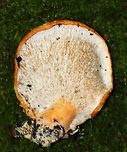 Hypomyces lateritius (Underside) Hypomyces lateritius is a parasite on the gills of Lactarius species mushrooms. It looks like tan/whitish bumps embedded in the sheet-like tissue covering the gills.<br />
<br />
Habitat: Growing on the ground in a deciduous forest<br />
https://www.jungledragon.com/image/84511/hypomyces_lateritius_uppersurface.html Geotagged,Hypomyces,Hypomyces lateritius,Summer,United States