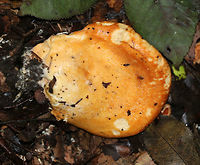 Hypomyces lateritius (Uppersurface) Hypomyces lateritius is a parasite on the gills of Lactarius species mushrooms. It looks like tan/whitish bumps embedded in the sheet-like tissue covering the gills.<br />
<br />
Habitat: Growing on the ground in a deciduous forest<br />
https://www.jungledragon.com/image/84510/hypomyces_lateritius_underside.html Geotagged,Hypomyces lateritius,Summer,United States
